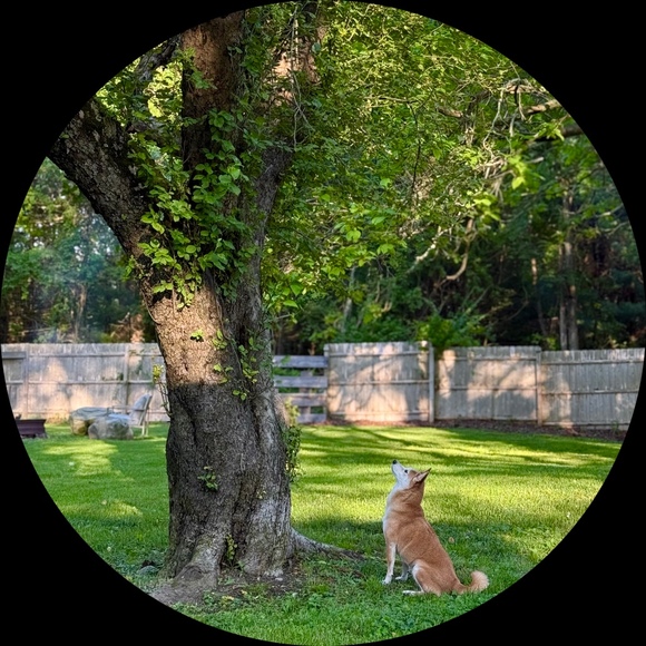 mytree